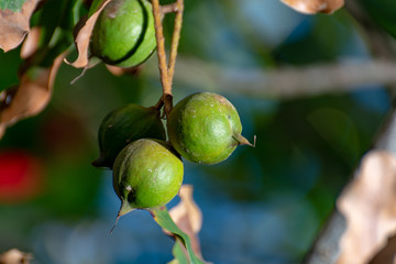 Ripe macadamia nuts handing on macadamia tree ready for harvest