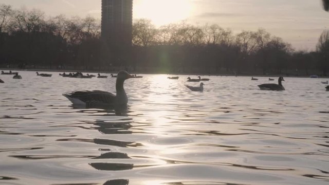 Geese in water with sunset