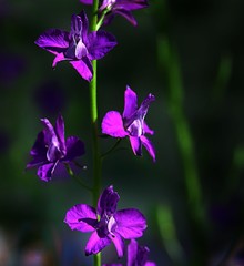 endemic flower types.artvin 