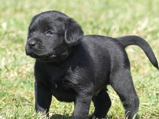 schwarzer Labrador Retriever Welpe schaut in die Ferne