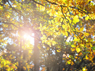 Fototapeta premium Golden autumn. Oak grove illuminated by sunlight. Gold oak, leaves and branches