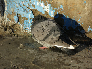 The pigeon basks against the wall of the house