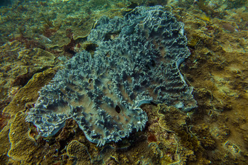 Underwater world in an ocean