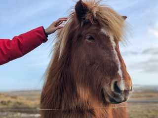 Female hand touching head of an Icelandic horse