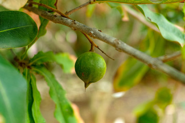 Australian macadamia nut handing on macadamia tree ready for harvest