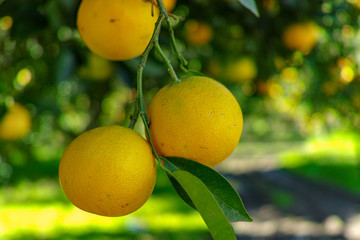 Tasty navel oranges plantation with many orange citrus fruits hanging on trees, Agaete valley, Gran Canaria, Spain