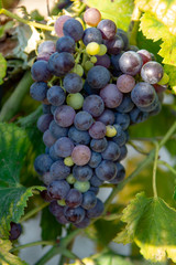 French red and rose wine grapes plant, first new harvest of wine grape in France on domain or chateau vineyard close up