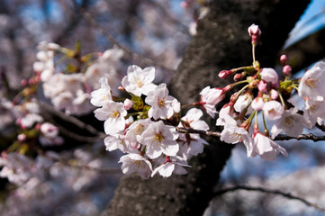 Scientific name is Cerasus ×yedoensis (Matsum.) Masam. & Suzuki ‘Somei-yoshino. 