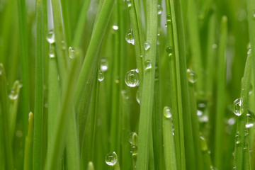 water drops on green grass - Powered by Adobe