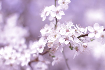 beautiful blooming tree, spring time