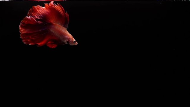 Vibrant and colourful Siamese fighting fish Betta splendens, also known as Thai Fighting Fish or betta, a popular aquarium fish in super slow motion on black background