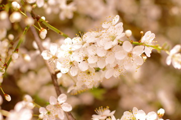 beautiful blooming tree, spring time