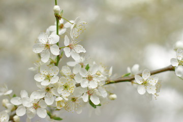 beautiful blooming tree, spring time