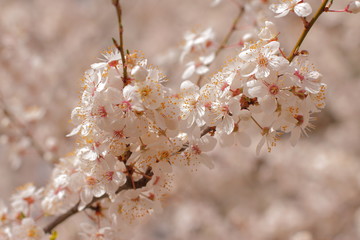Fototapeta premium beautiful blooming tree, spring time