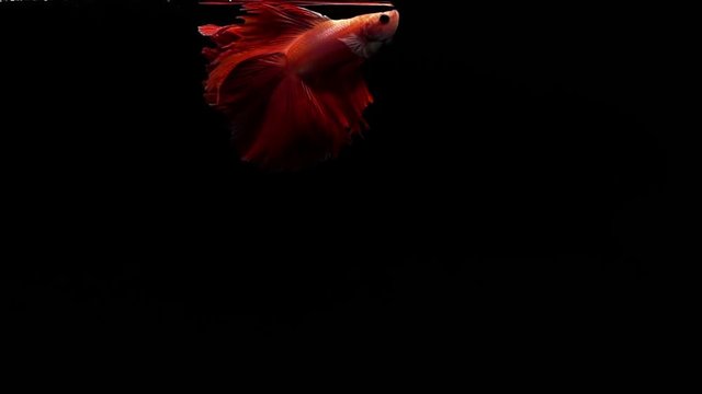 Vibrant and colourful Siamese fighting fish Betta splendens, also known as Thai Fighting Fish or betta, a popular aquarium fish in super slow motion on black background