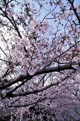 Obraz premium Scientific name is Cerasus ×yedoensis (Matsum.) Masam. & Suzuki ‘Somei-yoshino. 