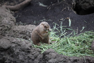 Prairie dog in Tokyo Ueno Zoo