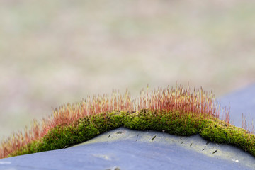 Green moss with spur gears.