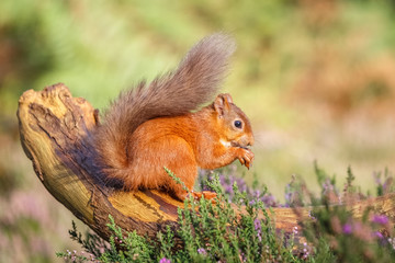 Red squirrel on fallen tree
