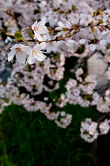 Scientific name is Cerasus ×yedoensis (Matsum.) Masam. & Suzuki ‘Somei-yoshino. 