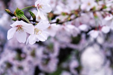 Scientific name is Cerasus ×yedoensis (Matsum.) Masam. & Suzuki ‘Somei-yoshino. 