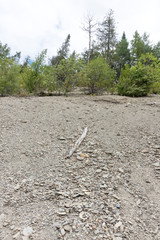 Hill with trees and stick