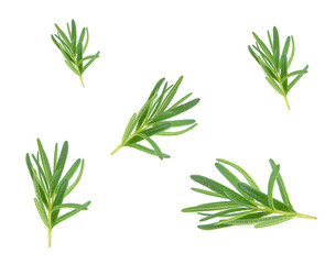 Fototapeta premium Rosemary on white background.