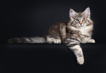 Fototapeta na wymiar Very cute young male Maine Coon cat kitten, laying down side wayst. Looking straight to lens with dark yellow eyes. Isolated on black background. Tail beside body and paw hanging from edge.