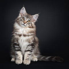 Obraz premium Very cute young male Maine Coon cat kitten, sitting facing front. Looking straight to lens with dark yellow eyes. Isolated on black background. Tail beside body and head tilted.