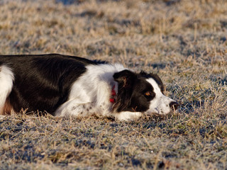 Sigi, border collie
