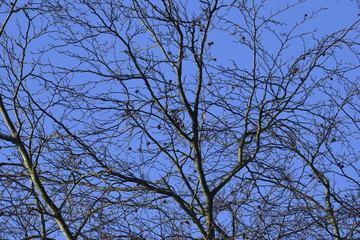Obraz premium blue tits in tree