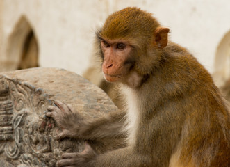 Monkey in temple, Kathmandu