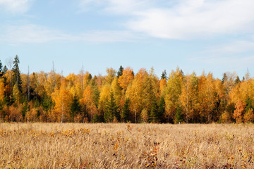Fototapeta premium Landscape of autumn forest with orange trees