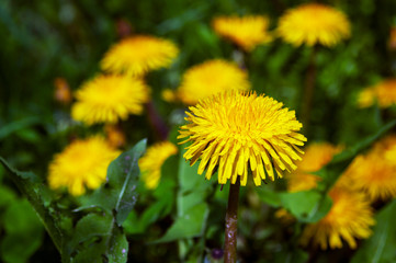 Dandelion, lighted by the sun in the grass on the background of yellow flowers