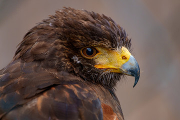 Greifvogel Adlerkopf