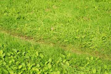 小路　草　素材