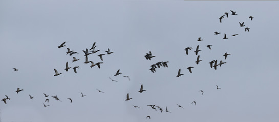 A huge flock of ducks in flight ..