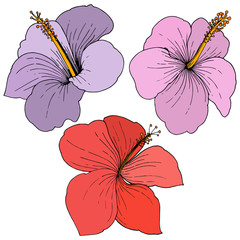 Vector Hibiscus floral tropical flowers. Engraved ink art. Isolated hibiscus illustration element on white background.