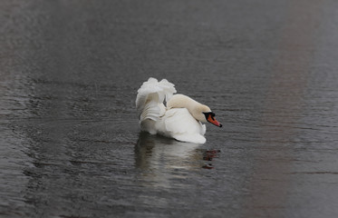 Mute Swan preens its feathers while sitting on the water...