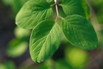 Flowering in the forest in early spring