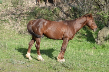 Fototapeta premium horse in the field