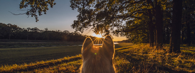 dog looking at sunset