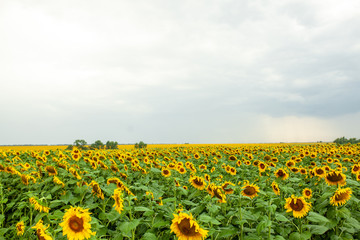 Sunflower field landscape close-up on summer sunny day