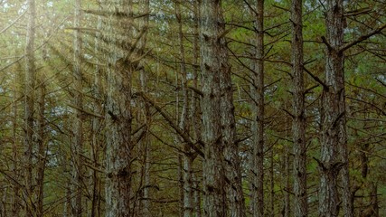 Obraz premium trees grow in a pine forest, landscape