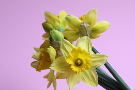 yellow flowers, spring flower