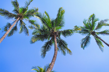 Obraz na płótnie Canvas Three green coconut palm tree on clear blue sky nature patterns for under view background