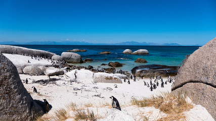 Penguins on a sunny beach