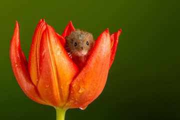 Harvest Mouse sat inside wet tulip