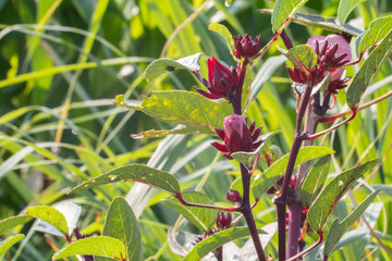 close up of fresh Roselle on tree in the garden