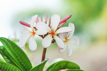 Patterns nature of colorful inflorescence   white plumeria rubra flowers blooming and red bud  ( frangipani )  in  garden